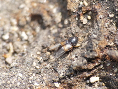 Carpophilus hemipterus