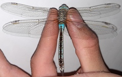 Anax parthenope