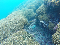 Halichoeres nicholsi
