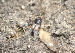 Carpophilus hemipterus