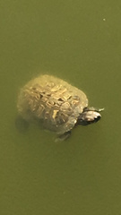 Trachemys scripta elegans