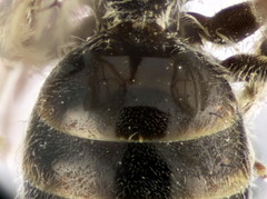 Lasioglossum pseudoplanulum