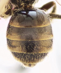 Lasioglossum pseudoplanulum