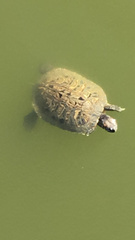 Trachemys scripta elegans