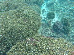 Halichoeres nicholsi
