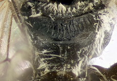 Lasioglossum pseudoplanulum