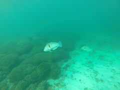 Halichoeres nicholsi