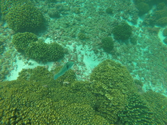 Halichoeres nicholsi