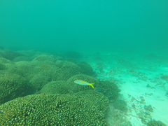 Mulloidichthys dentatus