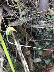 Pterostylis acuminata
