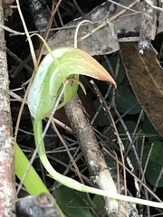 Pterostylis acuminata
