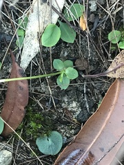 Pterostylis acuminata