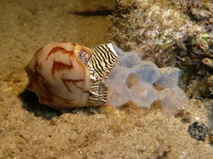 Cymbiola vespertilio