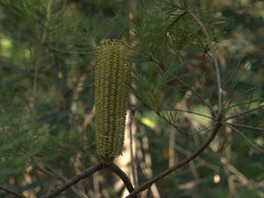 Banksia ericifolia