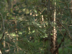 Banksia ericifolia
