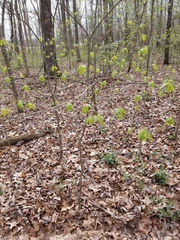 Dirca palustris
