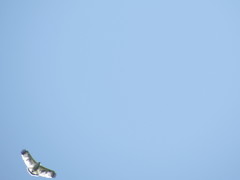 Pseudastur albicollis