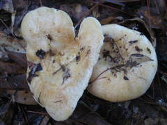 Lactarius maculatipes