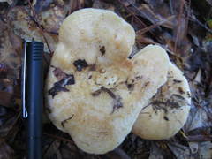 Lactarius maculatipes