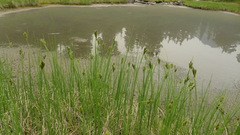 Carex lenticularis dolia