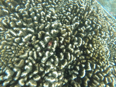 Cirrhitichthys oxycephalus