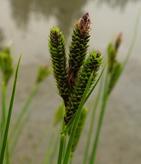 Carex lenticularis dolia
