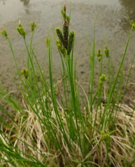 Carex lenticularis dolia