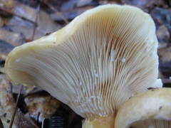 Lactarius maculatipes
