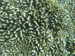 Cirrhitichthys oxycephalus