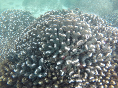 Pocillopora grandis