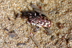 Lophyra flexuosa