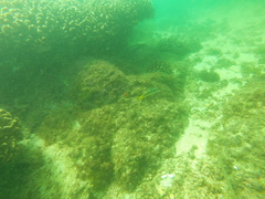 Halichoeres nicholsi