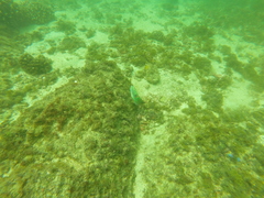 Halichoeres chierchiae