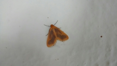 Eubaphe
