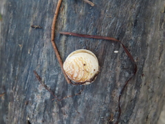 Laevicardium mortoni