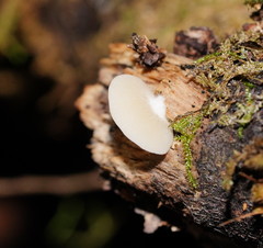 Crepidotus nephrodes