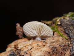 Crepidotus nephrodes
