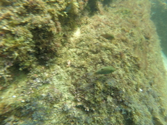 Canthigaster punctatissima