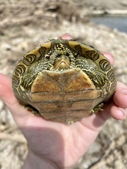 Graptemys geographica