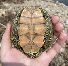 Graptemys geographica