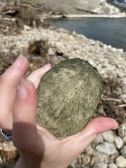 Graptemys geographica