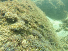 Canthigaster punctatissima