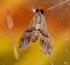 Lineodes fontella