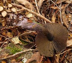 Cortinarius ursus