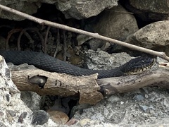 Nerodia sipedon