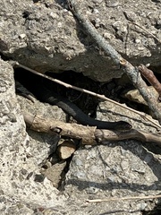 Nerodia sipedon
