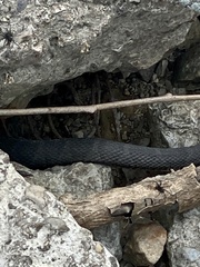 Nerodia sipedon