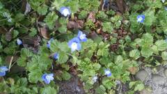 Veronica persica