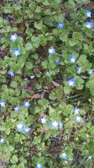 Veronica persica