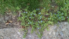 Veronica persica